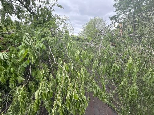 Tree clearance from roof to prevent roof damage from branches and improve squirrels on roof prevention near gutters and shingles.